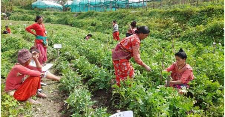 डोटीको जोरायलमा फष्टायो व्यावसायिक तरकारी खेती
