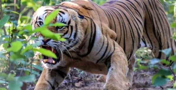 डडेल्धुरामा बाघको आक्रमणबाट एकजना गम्भीर घाइते