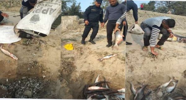 कैलालीमा अबैध २०० किलो माछा नष्ट