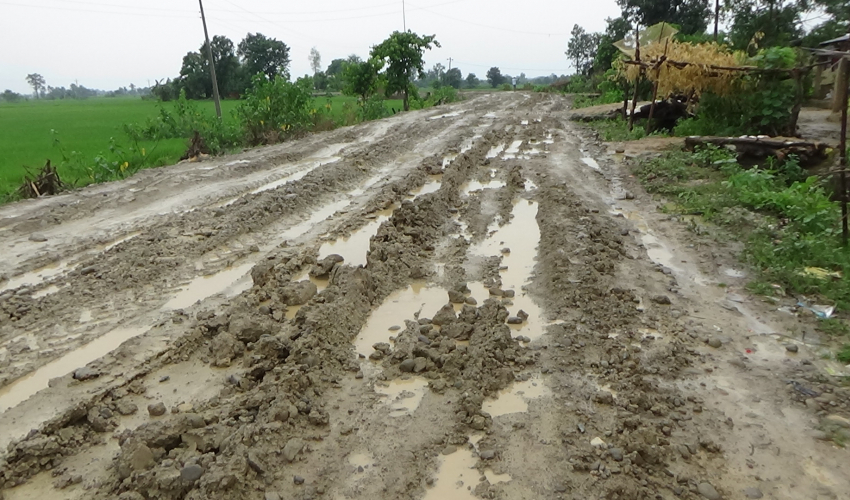 कैलालीको हसुलिया–मसुरिया सडक निर्माण दुई वर्षदेखि अलपत्र