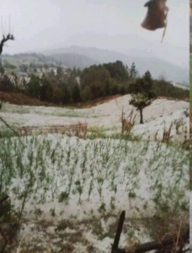 डोटीमा असिनाले खाद्यान्नबालीमा क्षेती गर्दा किसान चिन्तित