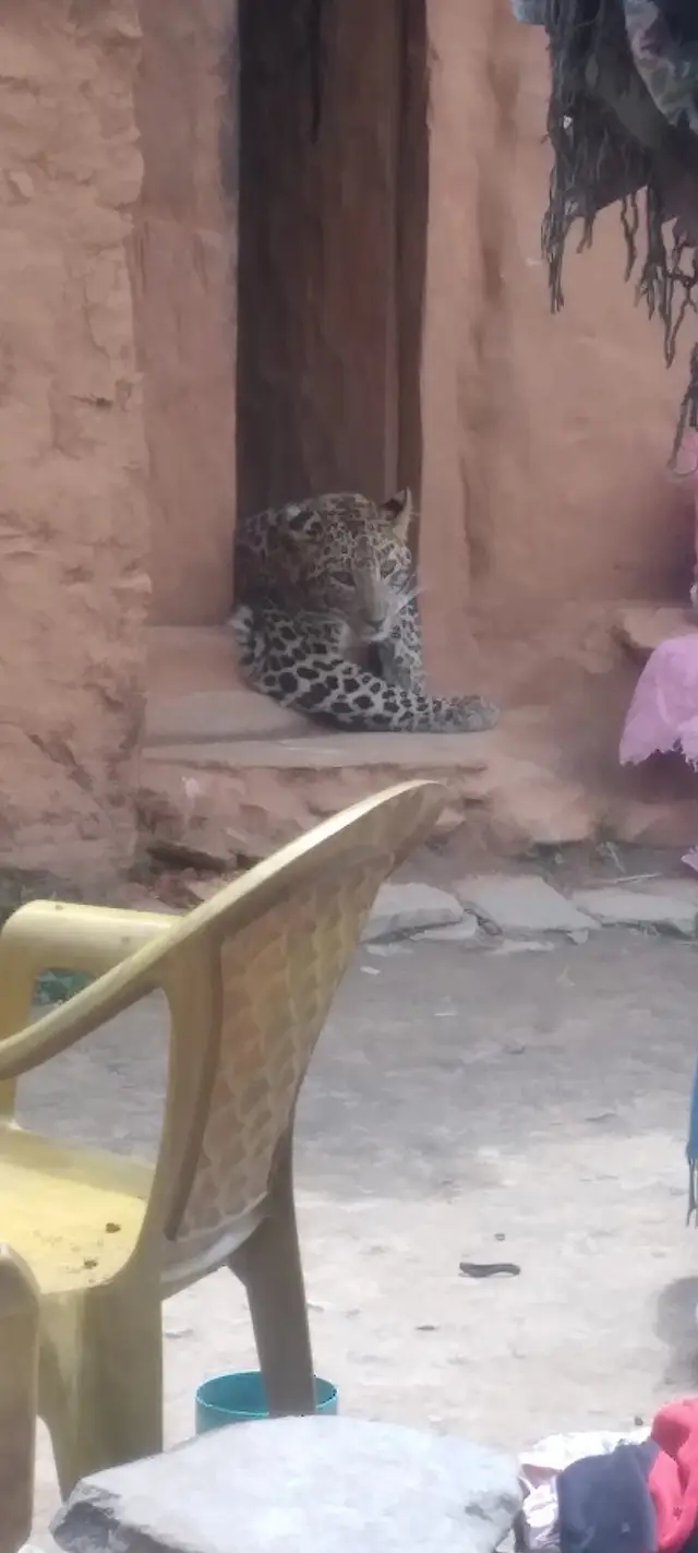 डोटीमा घरभित्र चितुवा