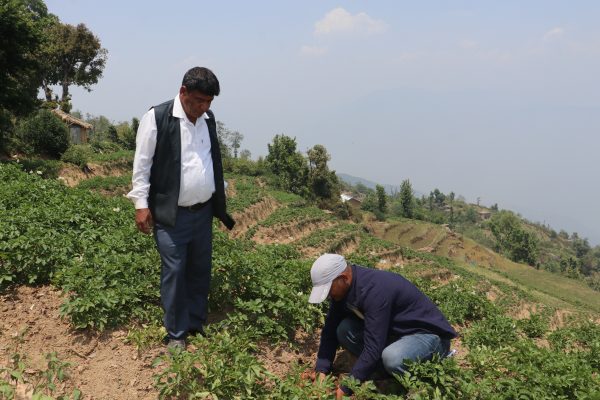 अर्गानिक तरकारी खेती प्रबर्द्धन गर्दै के.आइ.सिंह सरकार