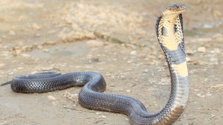 सर्पको टोकाईबाट एक महिलाको मृत्यु