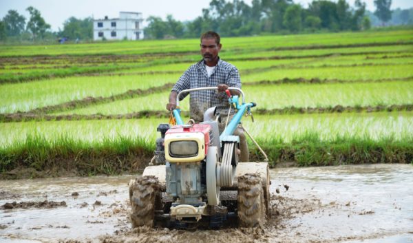 कैलालीमा भारतीय मलकै भरमा धान खेती