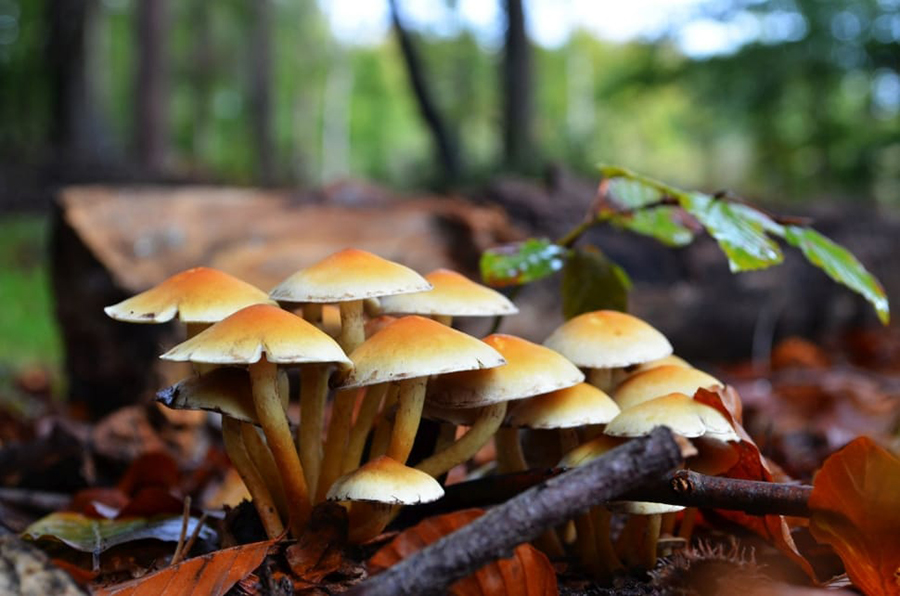 विषालु च्याउ खाँदा डोटीमा १२ जना बिरामी
