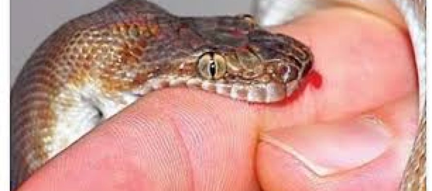 भान्सामा खाना बनाउने क्रममा सर्पको टोकाइबाट बैतडीमा एक महिलाको मृत्यु