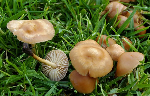 बझाङमा जंगली च्याउ खाएर छोरा र छोरीको मृत्यु, आमाको उपचार हुँदै