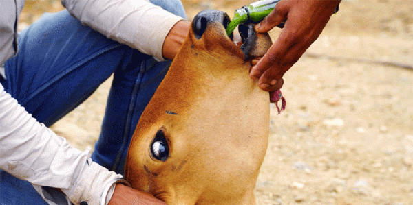 लम्पी स्किनविरुद्ध खोप किन्न अझैं बजेट जुटाउन सकेन प्रदेश सरकारले