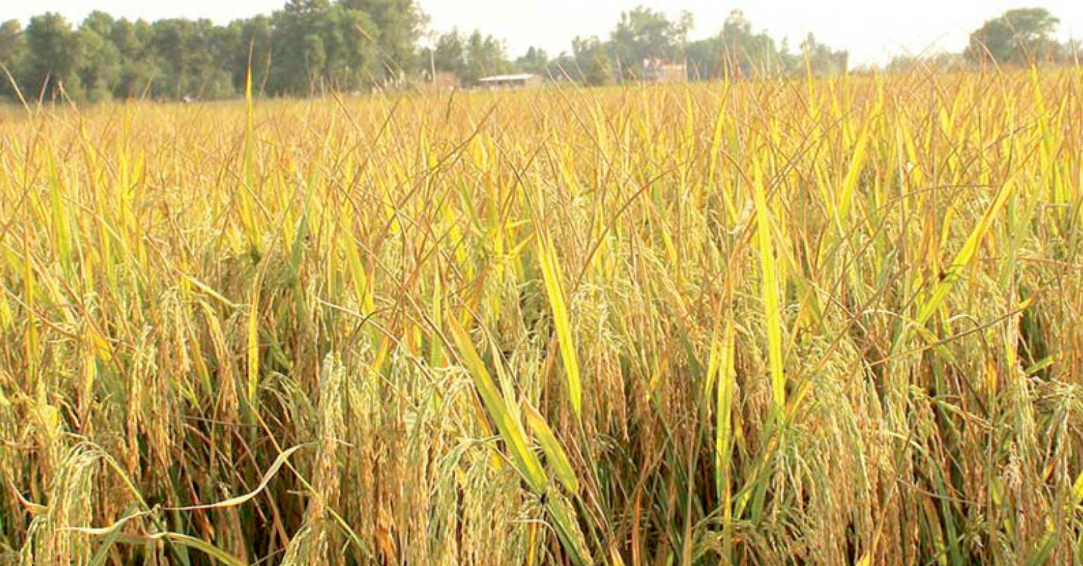 आजको मौसम : वर्षाको सम्भावना भएकाले धान नकाट्न किसानलाई आग्रह