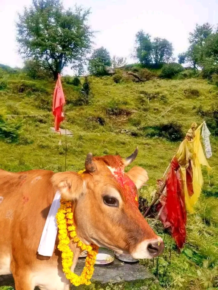 आज तिहारको तेस्रो दिन, गाईको पूजा