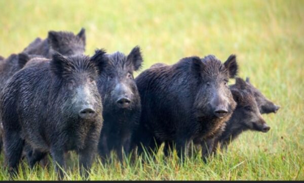 बँदेलको आतङ्कले अछामका गाउँनै त्रसित