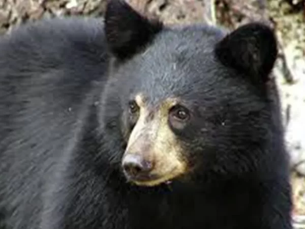 डोटीमा भालुको आक्रमण बाट एक महिला घाइते