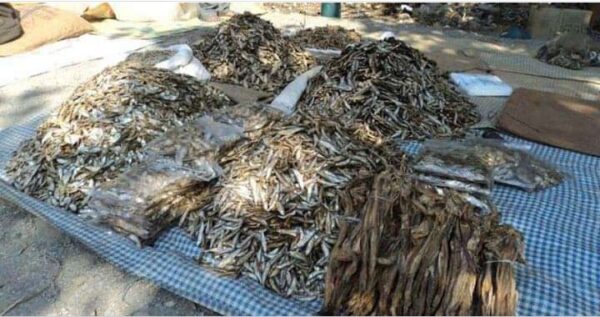 कैलालीबाट सिद्रा माछा लगायतका सामान बरामद