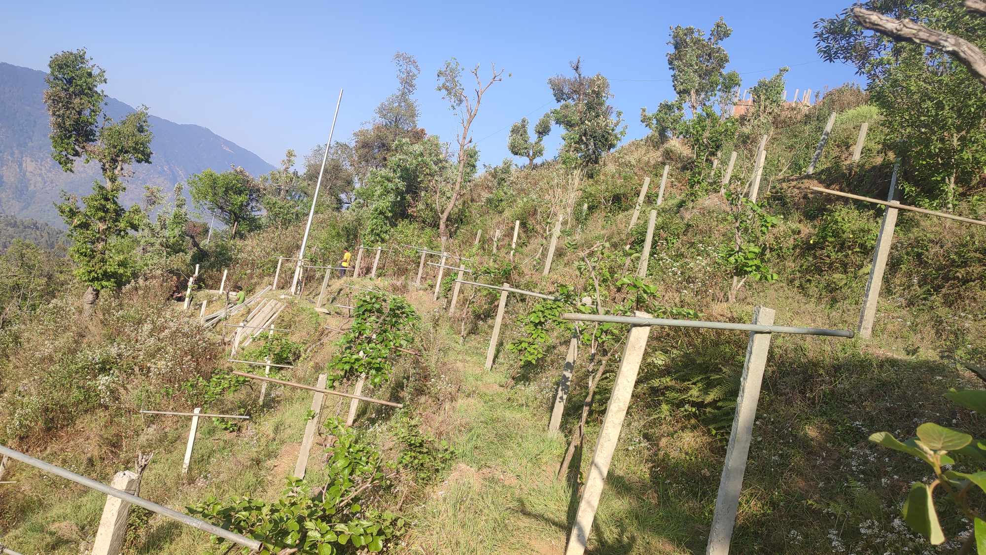 डोटीमा किबी खेती बिस्तार हुदै