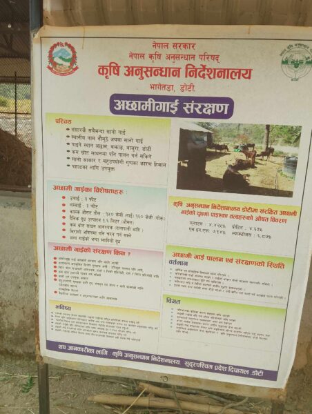 कृषि अनुसन्धान निर्देशनालय भागेतडा अछामी नौमुठे गाईको संरक्षणमा