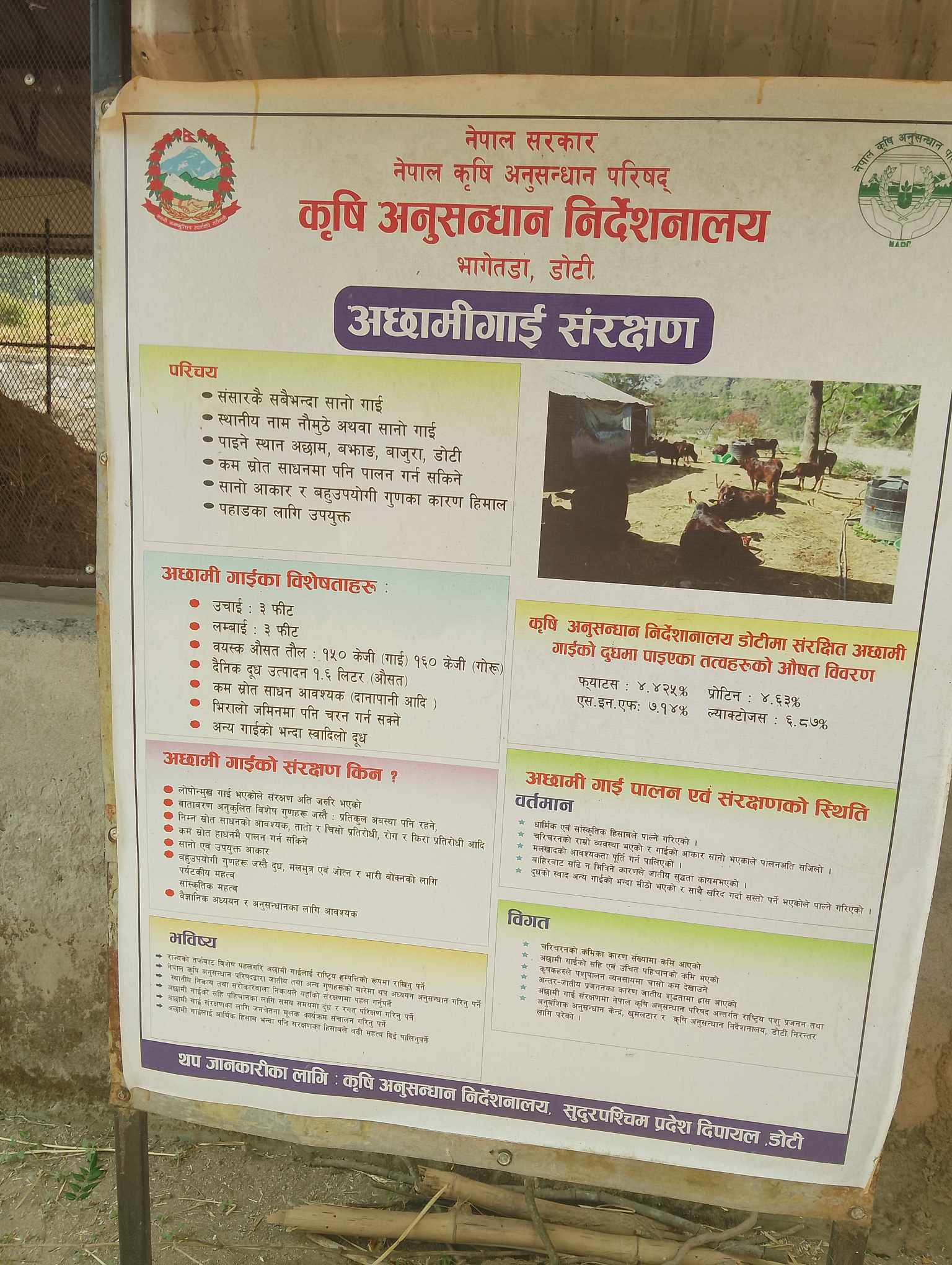 कृषि अनुसन्धान निर्देशनालय भागेतडा अछामी नौमुठे गाईको संरक्षणमा