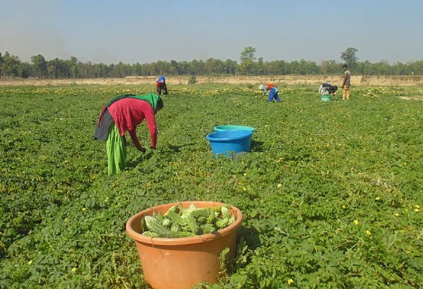 धनगढीमा तरकारी खेतीबाट वार्षिक ८ लाखको बचत