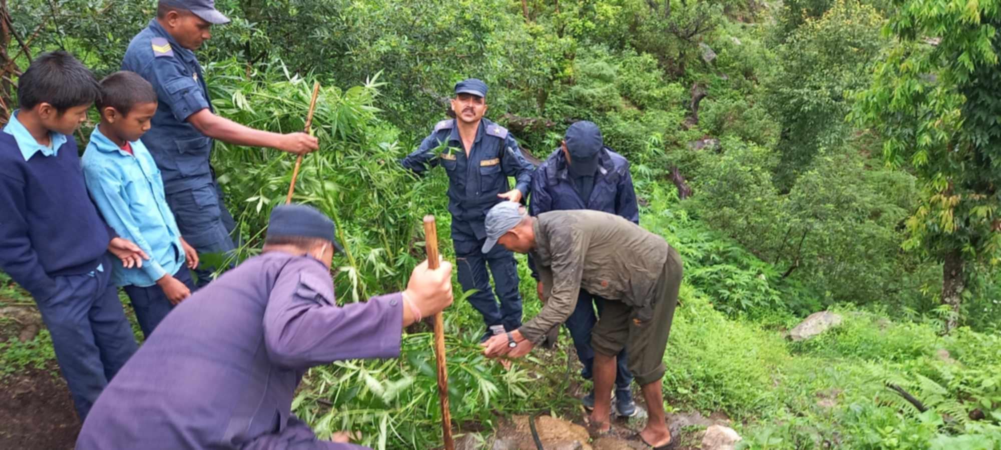 स्थानीय र प्रहरी द्वारा डोटीमा गाँजा नष्ट