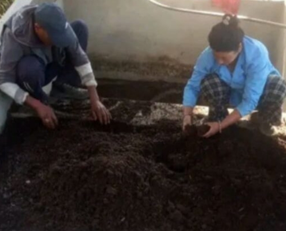 डोटीमा व्यवसायिक रूपमा गड्यौला मल उत्पादन सुरु : कृषकहरुको आकर्षण बढ्दै