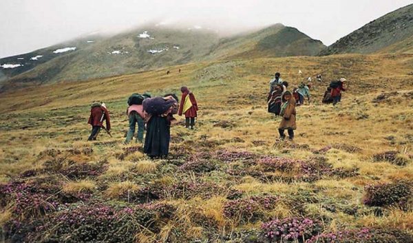 दार्चुलाको अपिहिमाल गाउँपालिका स्थानीय यार्चागुम्बा सङ्कलनमा