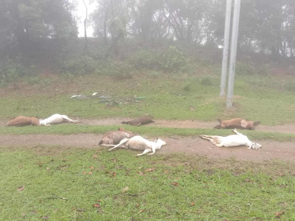 करेन्ट लाग्दा बडीकेदारमा ७ बाख्रा मरे