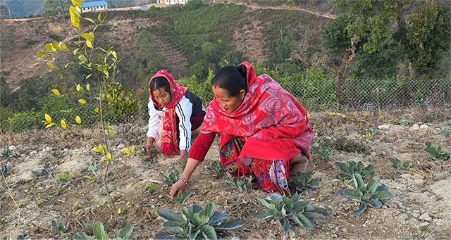 पर्यावरण जोगाउन सुख्खा डाँडालाइ हरियाली बनाइदै