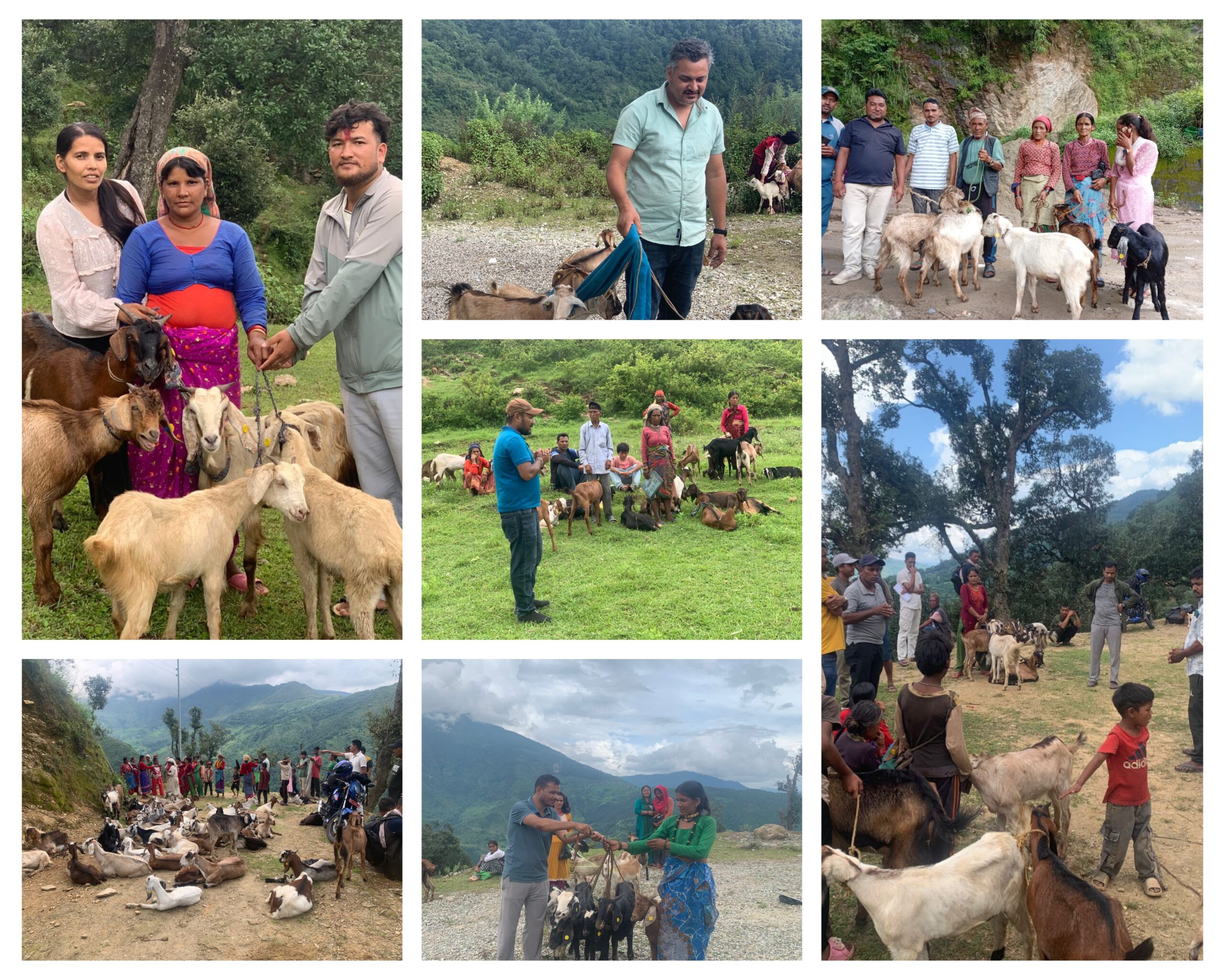 डोटीका विभिन्न पालिकाका ११५ जनालाइ ५७५ बाख्रा, बोका वितरण